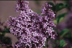 Lilac Prince Charming Shrub