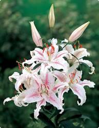 Lily Oriental Muscadet Fall Bulb