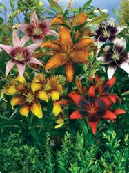 Lilium tango Lily Tango Collection Spring Bulb Plant