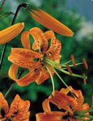 Lily Turks Cap Orange Fall Bulb