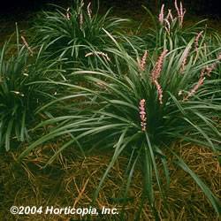 Liriope Ground Cover