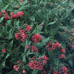 Pulmonaria 'Raspberry Splash' Lungwort Raspberry Splash Perennial Plant