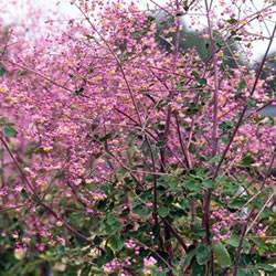 Meadow Rue Lavender Mist Perennial