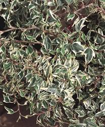Ivy Mini Ester Vine