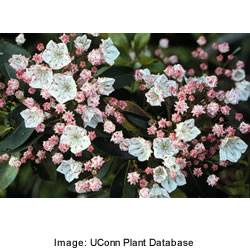 Mountain Laurel Shrub