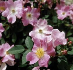 Nearly Wild Rose Bushes