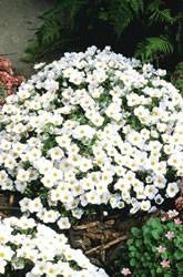 Nierembergia White Robe Annual