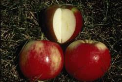 Northern Lights Fruit Tree