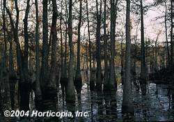 Nyssa aquatica Water Tupelo Tree Plant