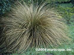 Grass Orange Sedge Perennial