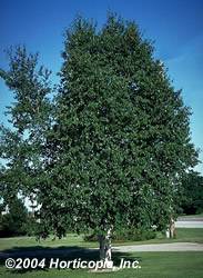 Betula papyrifera Paper Birch Tree Plant