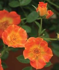 Paprika Rose Bushes