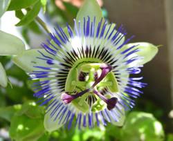 Passion Flower Vine