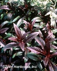 Penstemon Husker Red Perennial