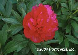Peony Red Perennial