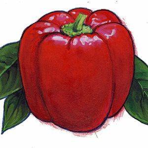 Pepper Tennessee Cheese Organic Organic Plant