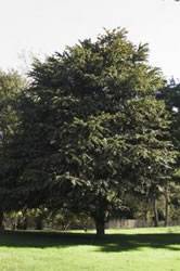 Persian Parrotia Tree