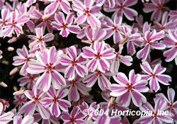 Phlox Candy Stripe Ground Cover