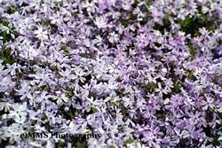 Phlox Emerald Blue Ground Cover