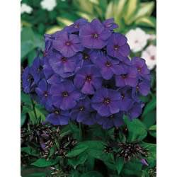 Phlox Hardy Tall Nicki Perennial