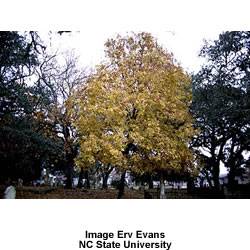 Carya glabra Pignut Hickory Tree Plant