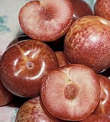 Dapple Dandy Fruit Tree