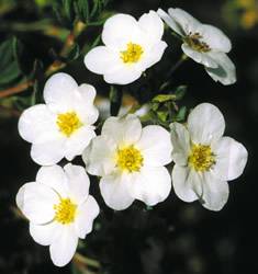 Potentilla McKays White Shrub