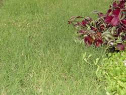 Prestige Buffalo Grass Plugs Turf Grass