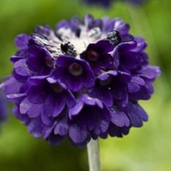 Primula SalvanaGao Perennial