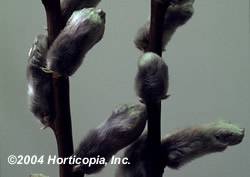 Pussy Willow Silver Shrub