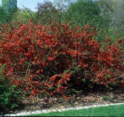 Quince Texas Scarlet Flowering Shrub