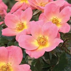 Rainbow Knock Out Rose Bushes