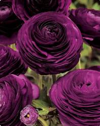 Ranunculus 'Purple' Ranunculus Purple Spring Bulb Plant