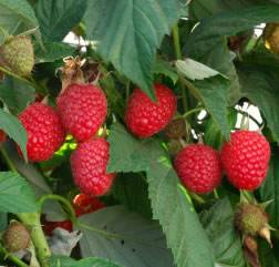 Raspberry Caroline Small Fruit