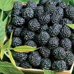 Raspberry Logan Small Fruit