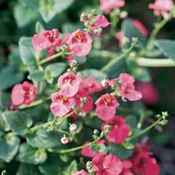 Diascia Red Ace Perennial