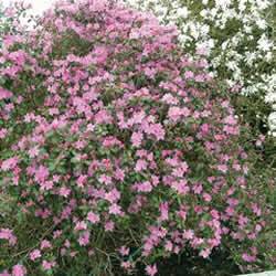 Rhododendron P J M Shrub