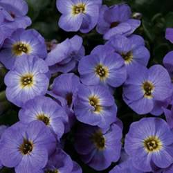Rock Cress AxcentGao Blue with Eye Perennial