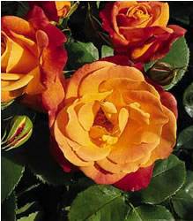 Josephs Coat Rose Bushes
