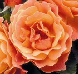 Livin Easy Rose Bushes