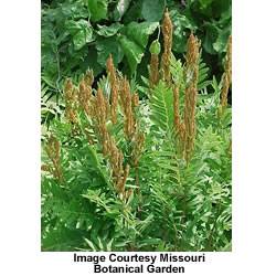 Royal Fern Fern