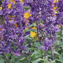 Salvia 'Evolution' Salvia Evolution Annual Plant