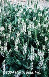 Salvia Snow Hill Perennial