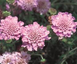 Scabiosa 'Samantha's Pink' Scabiosa Samanthas Pink Perennial Plant