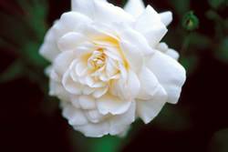 Seafoam Rose Bushes