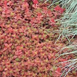 Sedum Fulda Glow Ground Cover