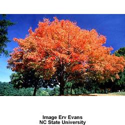 Acer saccharinum Silver Maple Tree Plant