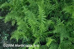 Southern Lady Fern Fern