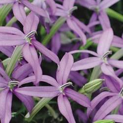 Star Flower Beths Blue Annual
