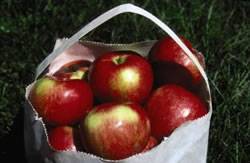 State Fair Fruit Tree